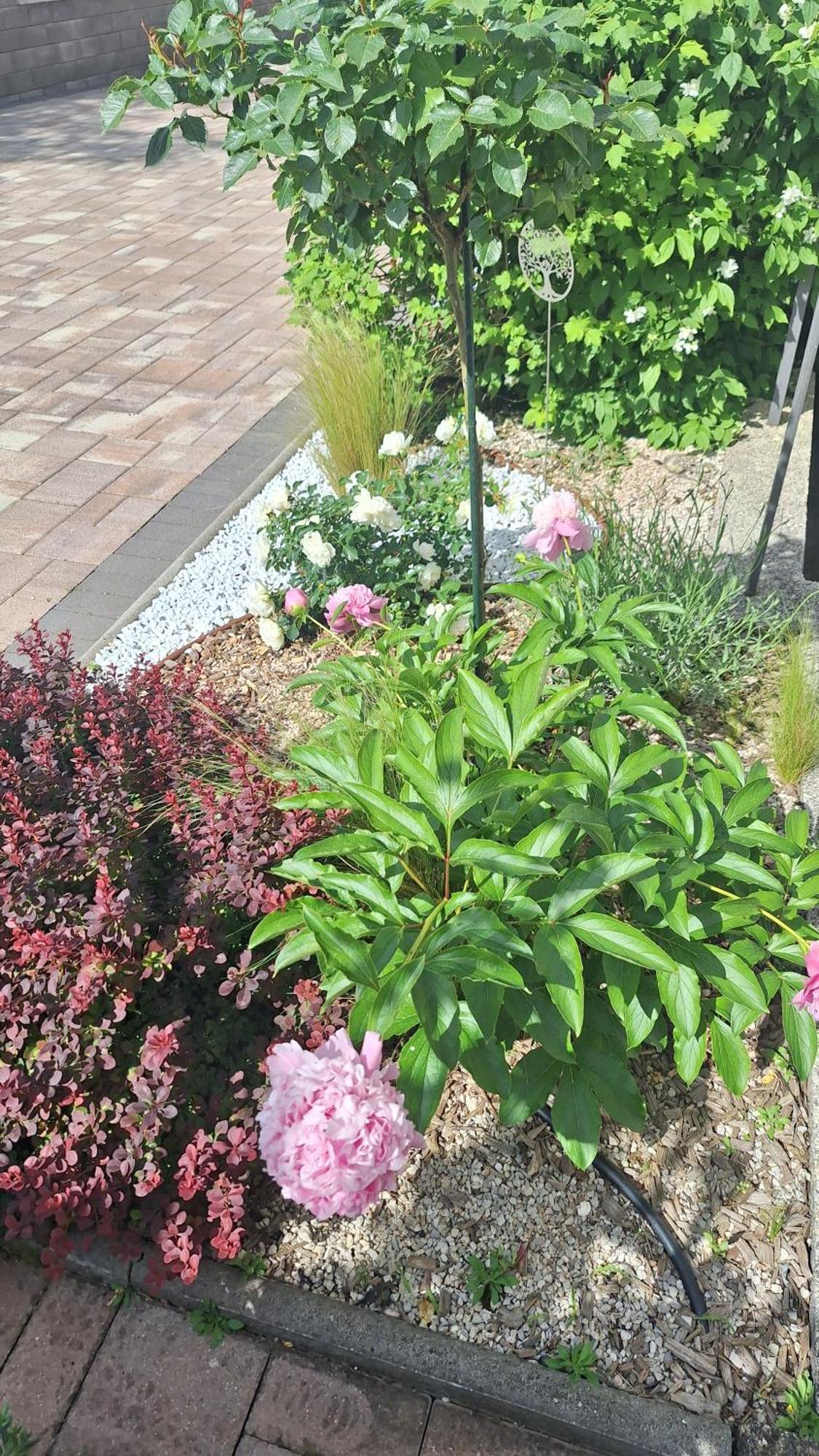 Guest House Flora Pazin Exterior photo